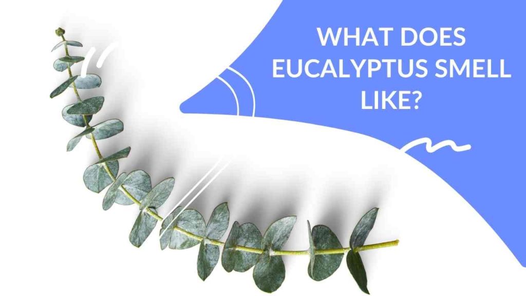 What Does Eucalyptus Smell Like? DapperClan