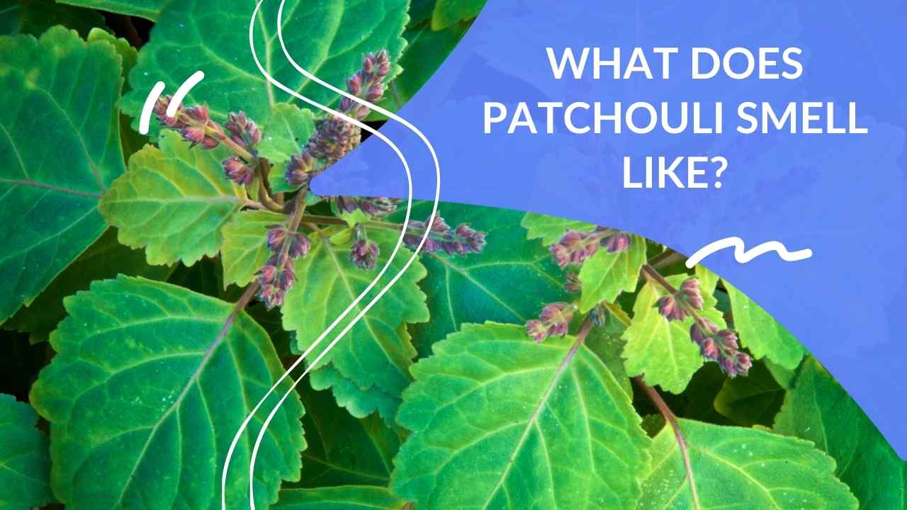 What Does Patchouli Smell Like? Dapper Clan