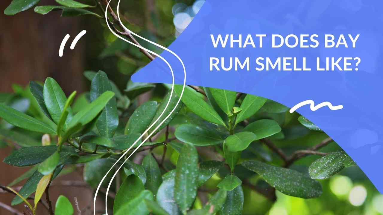 What Does Bay Rum Smell Like? Dapper Clan