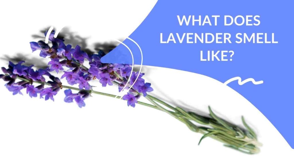 What Does Lavender Smell Like? Dapper Clan