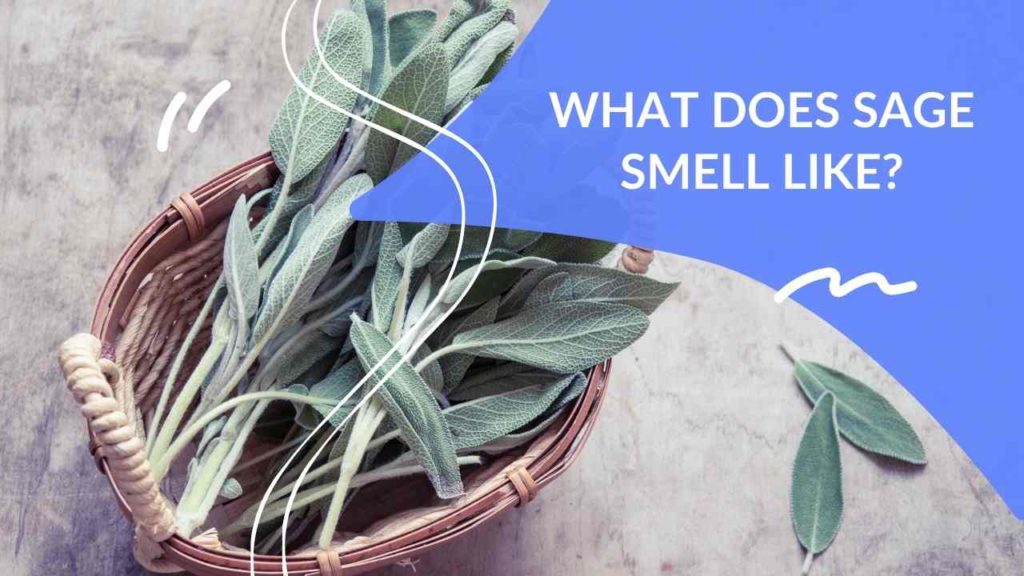 What Does Sage Smell Like? DapperClan